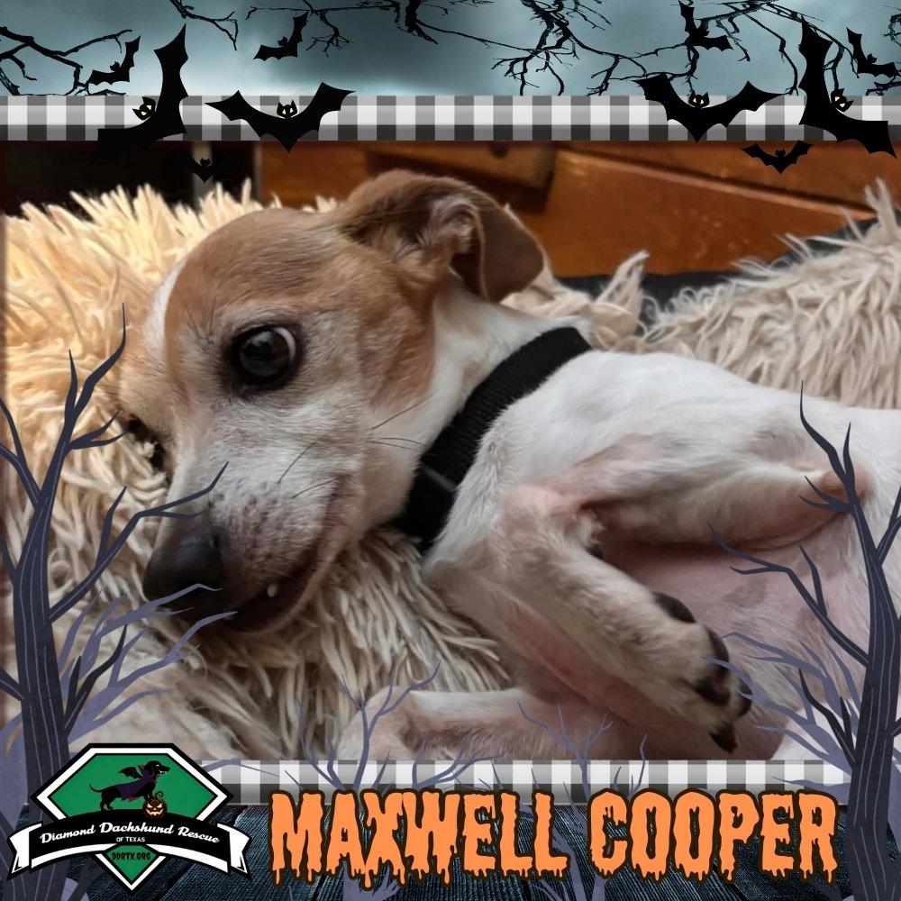 Enlarge Maxwell Cooper, a Adoptable mixed breed in San Antonio, TX image 2/3