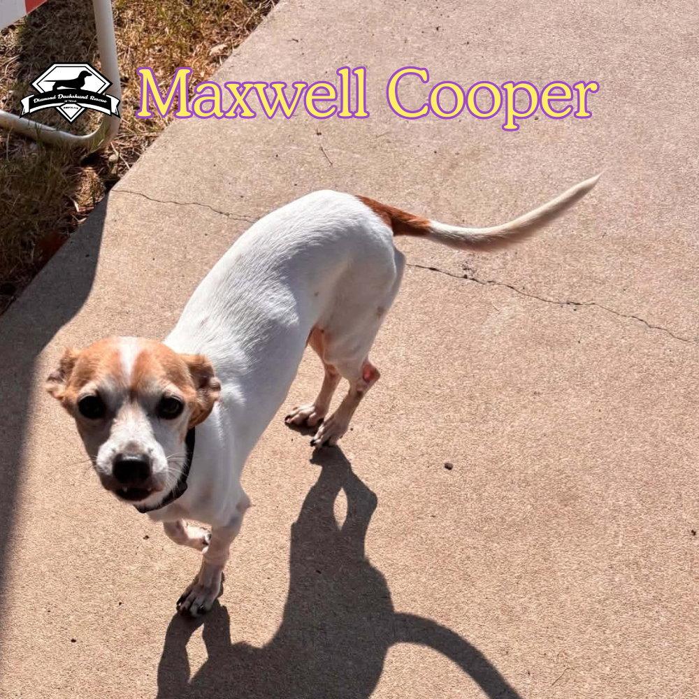 Enlarge Maxwell Cooper, a Adoptable mixed breed in San Antonio, TX image 3/3