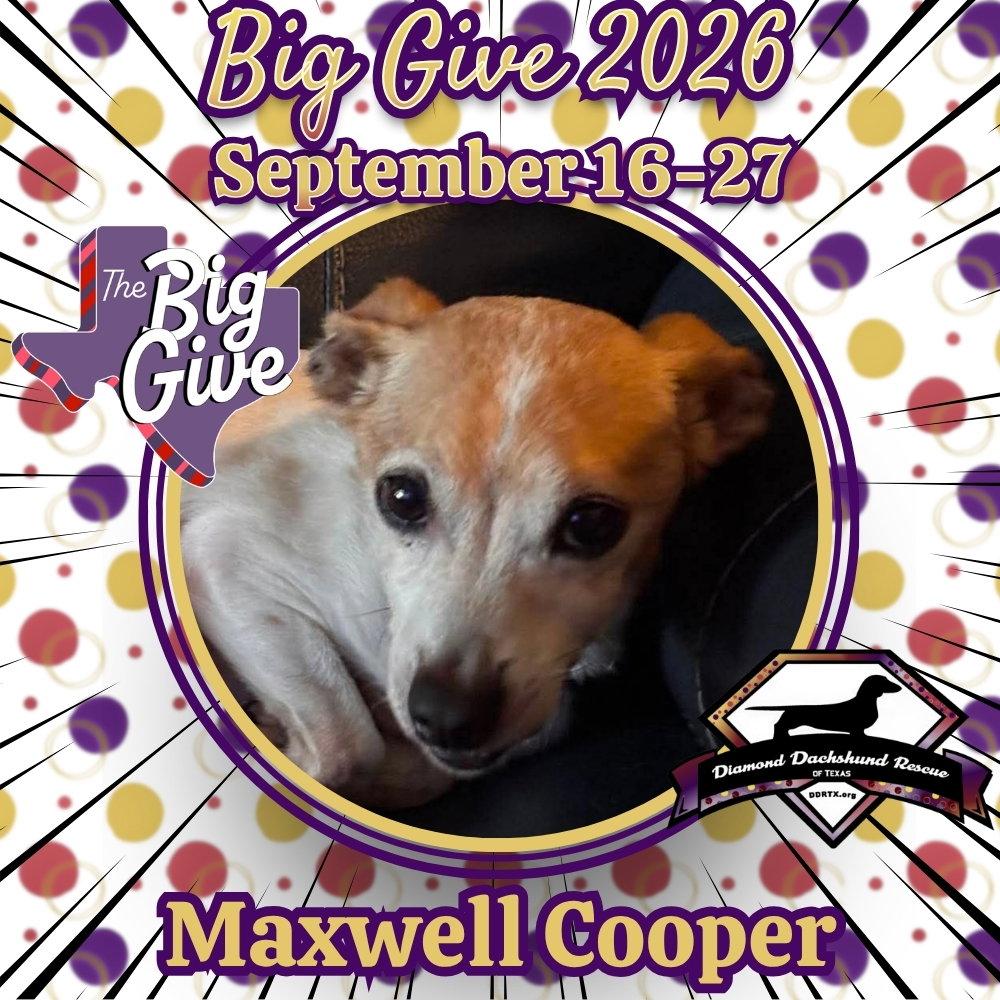 Enlarge Maxwell Cooper, a Adoptable mixed breed in San Antonio, TX image 3/3