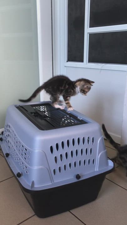 Enlarge Merlin, a Adopted Domestic Short Hair in Aibonito, PR video 1/2