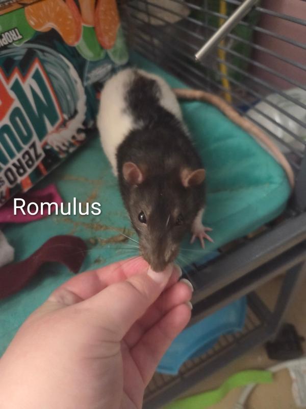 Enlarge Romulus & Remus, a Adoptable Rat in Auburn, ME image 3/5