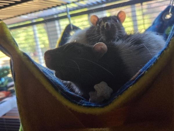 Enlarge Romulus & Remus, a Adoptable Rat in Auburn, ME image 4/5