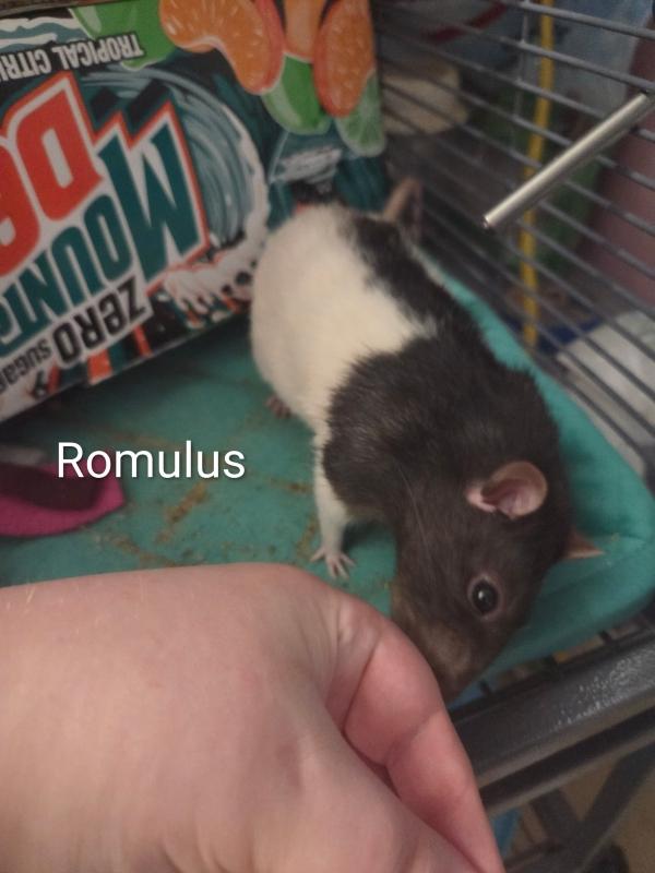 Enlarge Romulus & Remus, a Adoptable Rat in Auburn, ME image 2/5