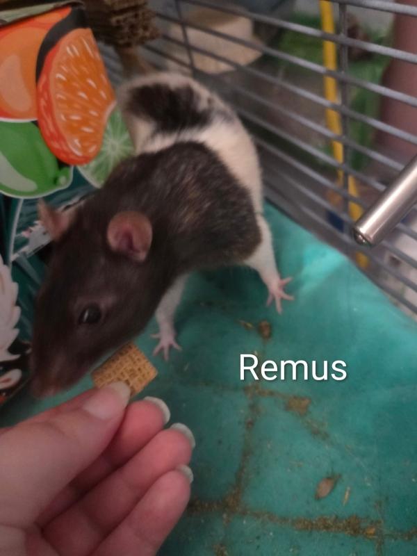 Enlarge Romulus & Remus, a Adoptable Rat in Auburn, ME image 5/5