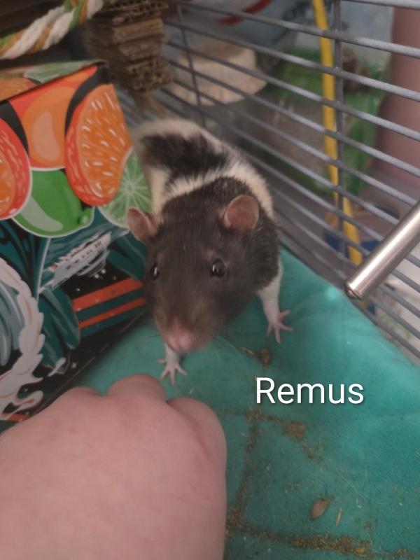 Enlarge Romulus & Remus, a Adoptable Rat in Auburn, ME image 1/5