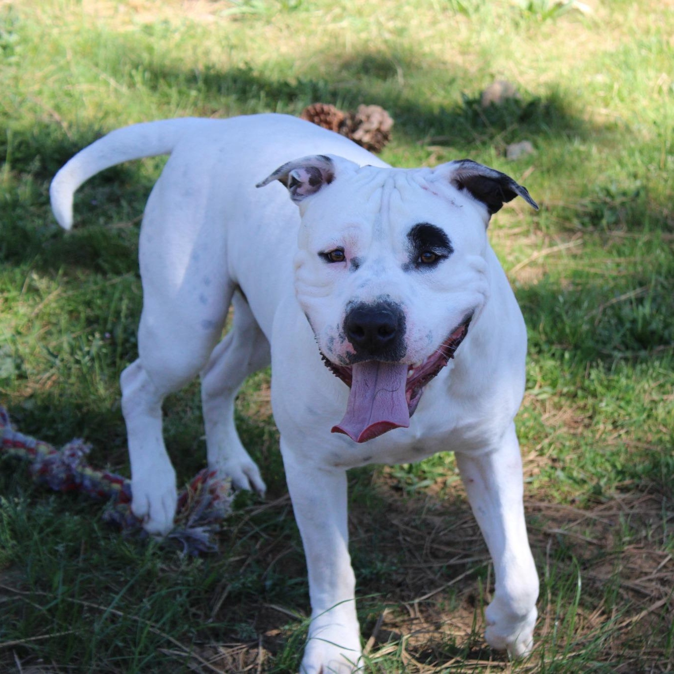 Enlarge Lugnut, a ADOPTABLE mixed breed in Weaverville, CA image 1/5