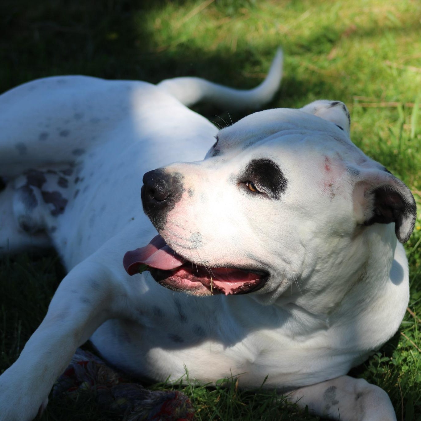 Enlarge Lugnut, a ADOPTABLE mixed breed in Weaverville, CA image 5/5