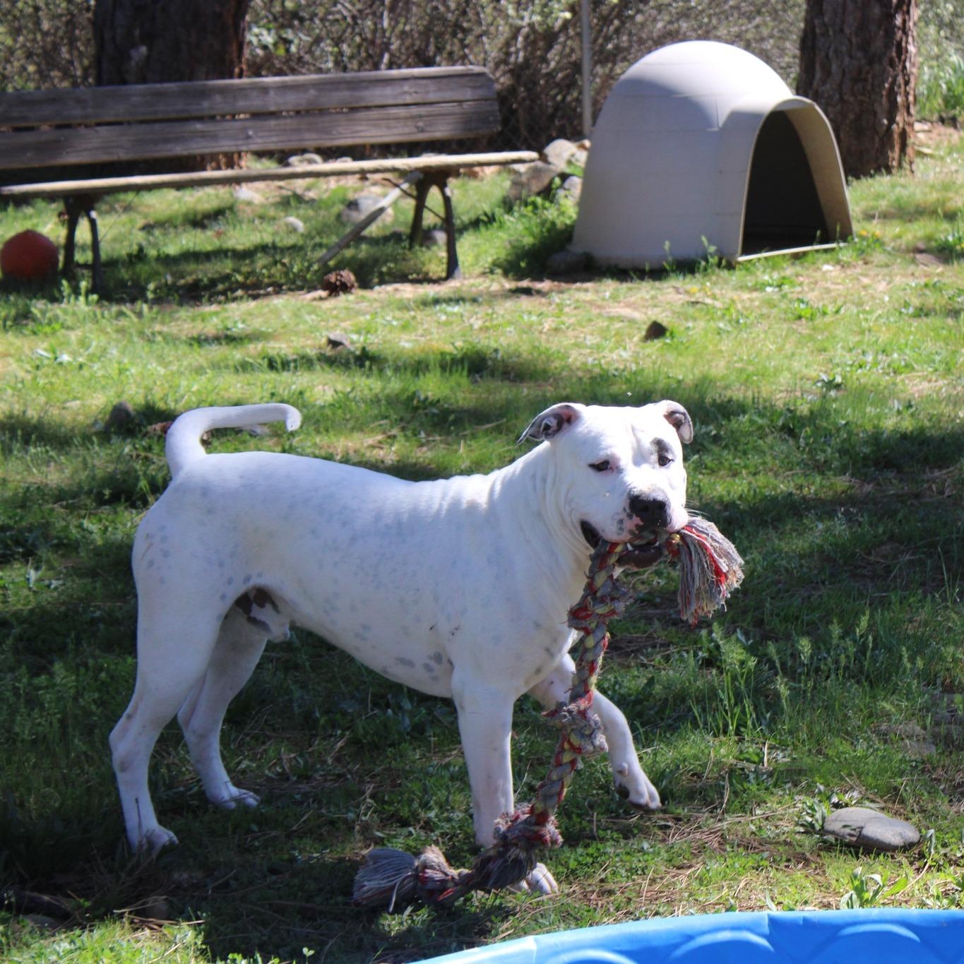 Enlarge Lugnut, a ADOPTABLE mixed breed in Weaverville, CA image 2/5