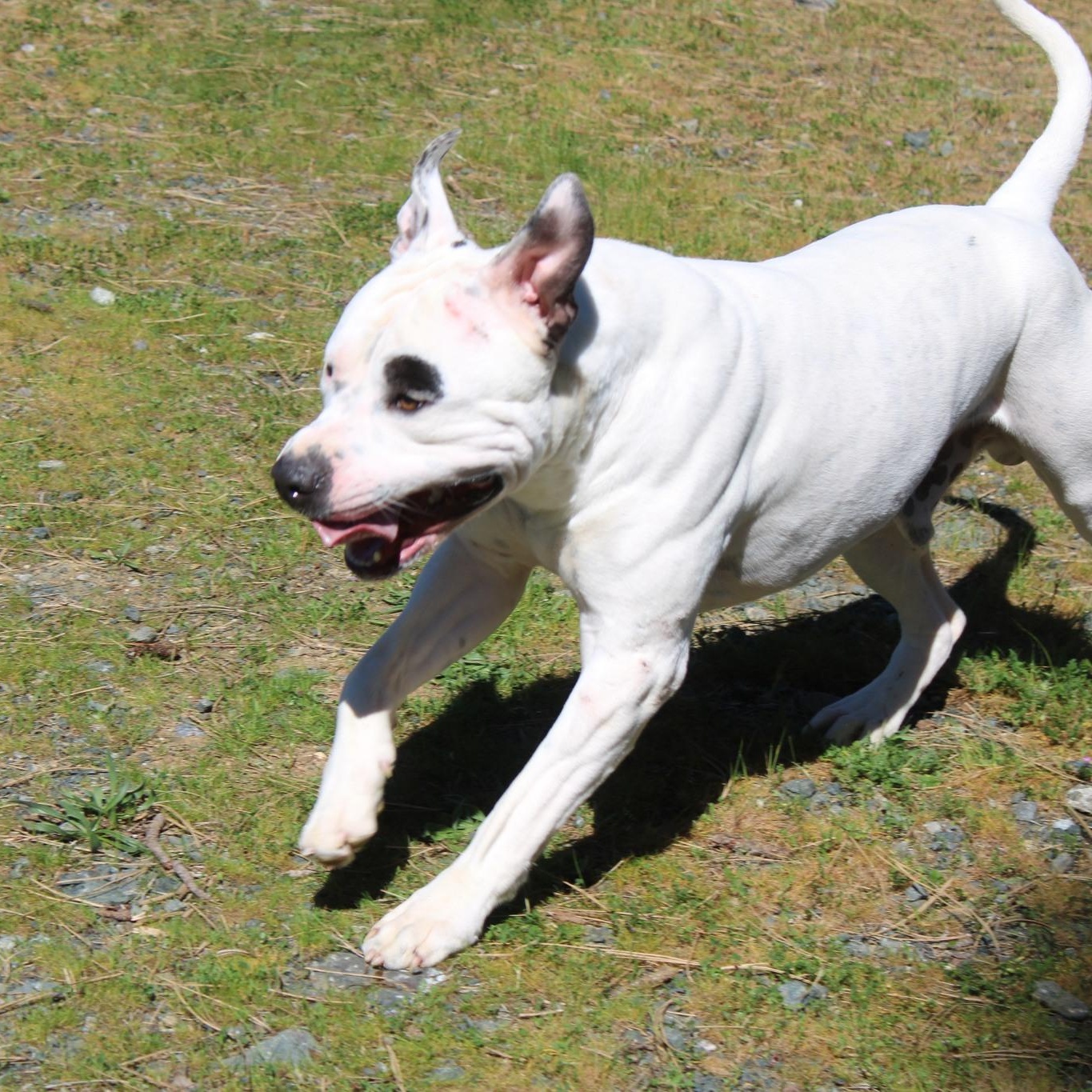 Enlarge Lugnut, a ADOPTABLE mixed breed in Weaverville, CA image 4/5