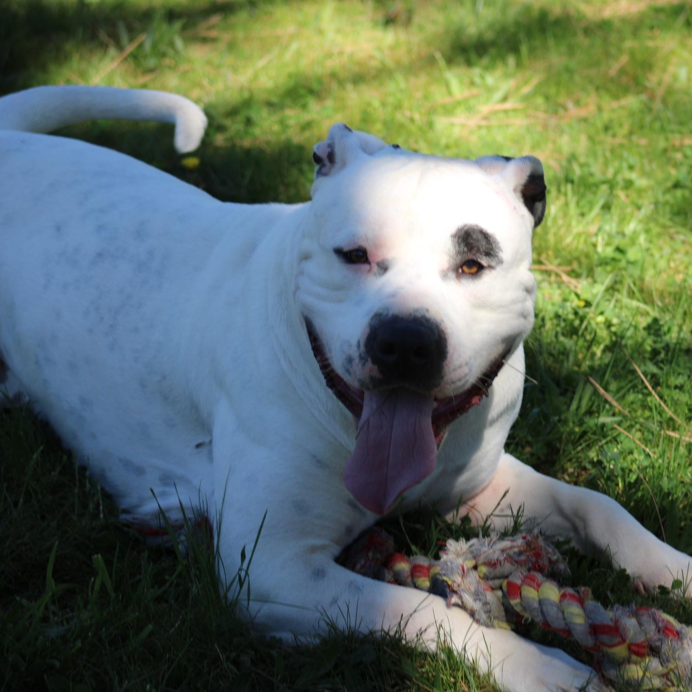 Enlarge Lugnut, a ADOPTABLE mixed breed in Weaverville, CA image 3/5