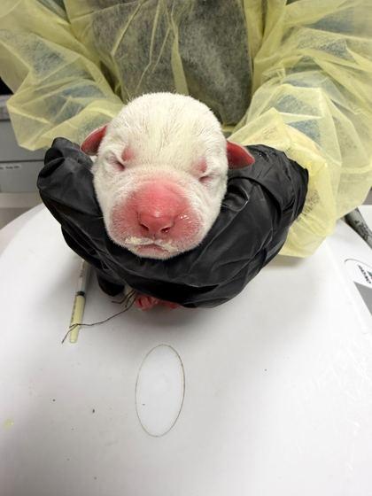 Pompompurin, Adoptable, Puppy Male Mixed Breed & Mixed Breed.