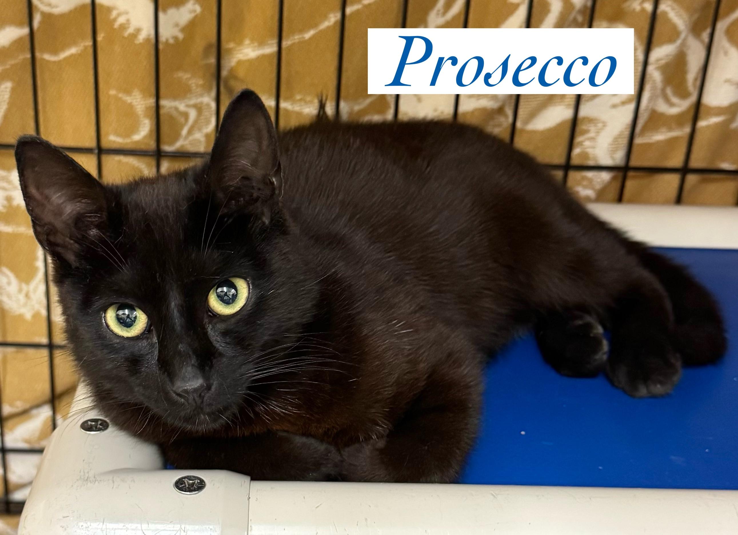 Prosecco