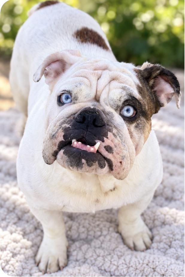Blaire, Adoptable, Adult Female English Bulldog.