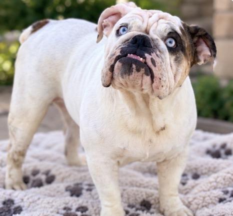 Enlarge Blaire, a Adoptable English Bulldog in Corona, CA image 2/2