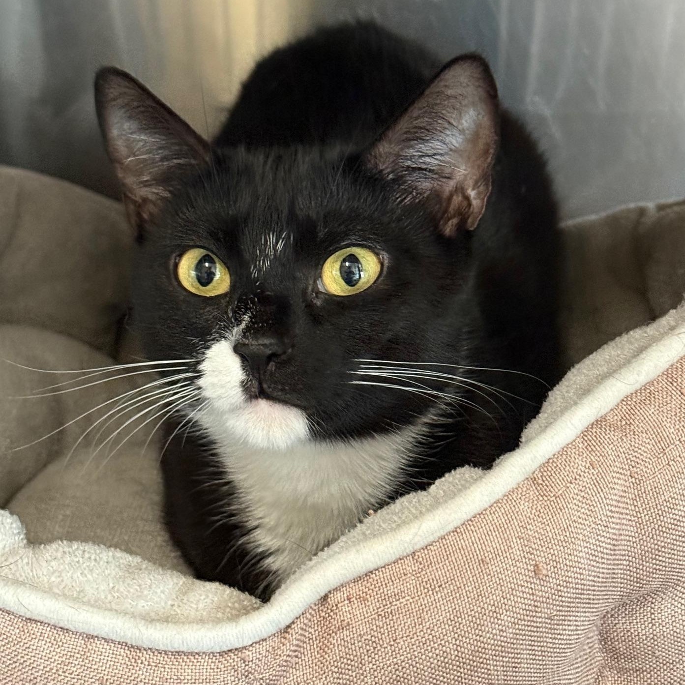 Cola, Adult Female Domestic Short Hair