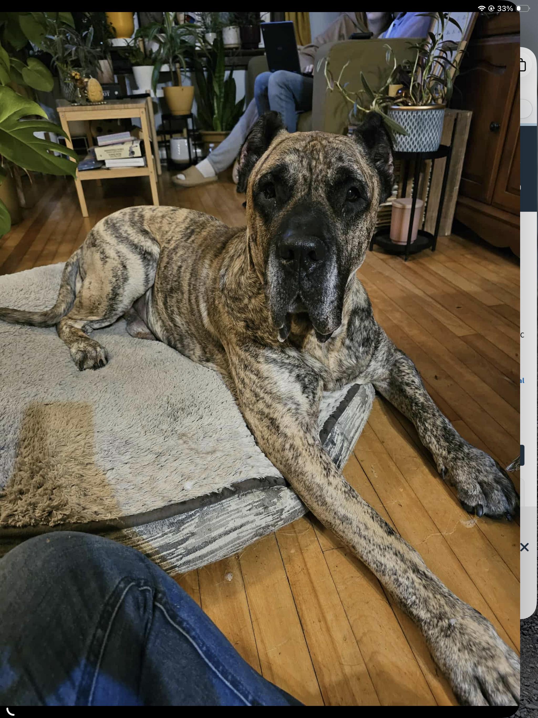 Enlarge SIMBA, a Adoptable Presa Canario in Toronto, ON image 1/6