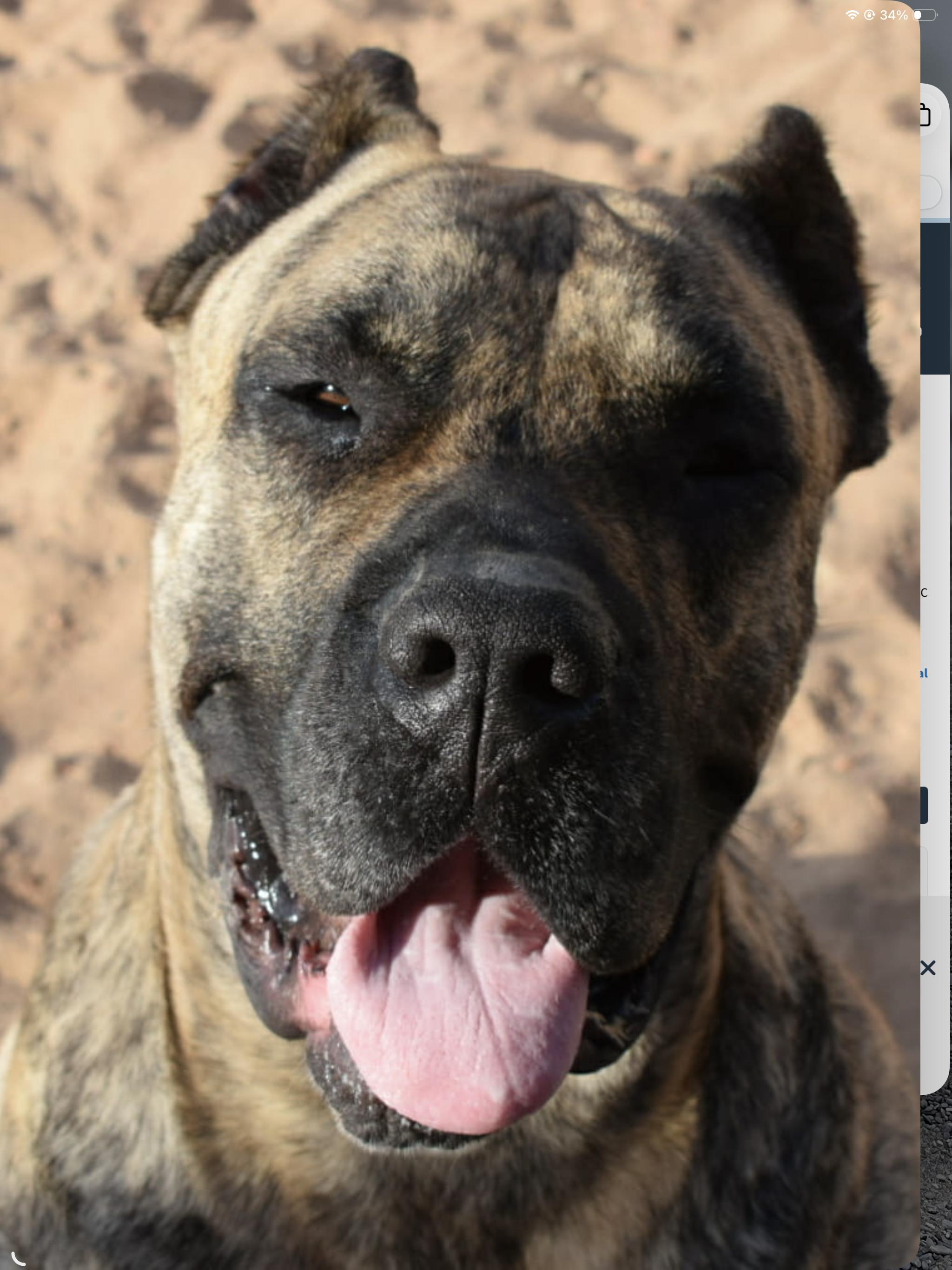 Enlarge SIMBA, a Adoptable Presa Canario in Toronto, ON image 2/6