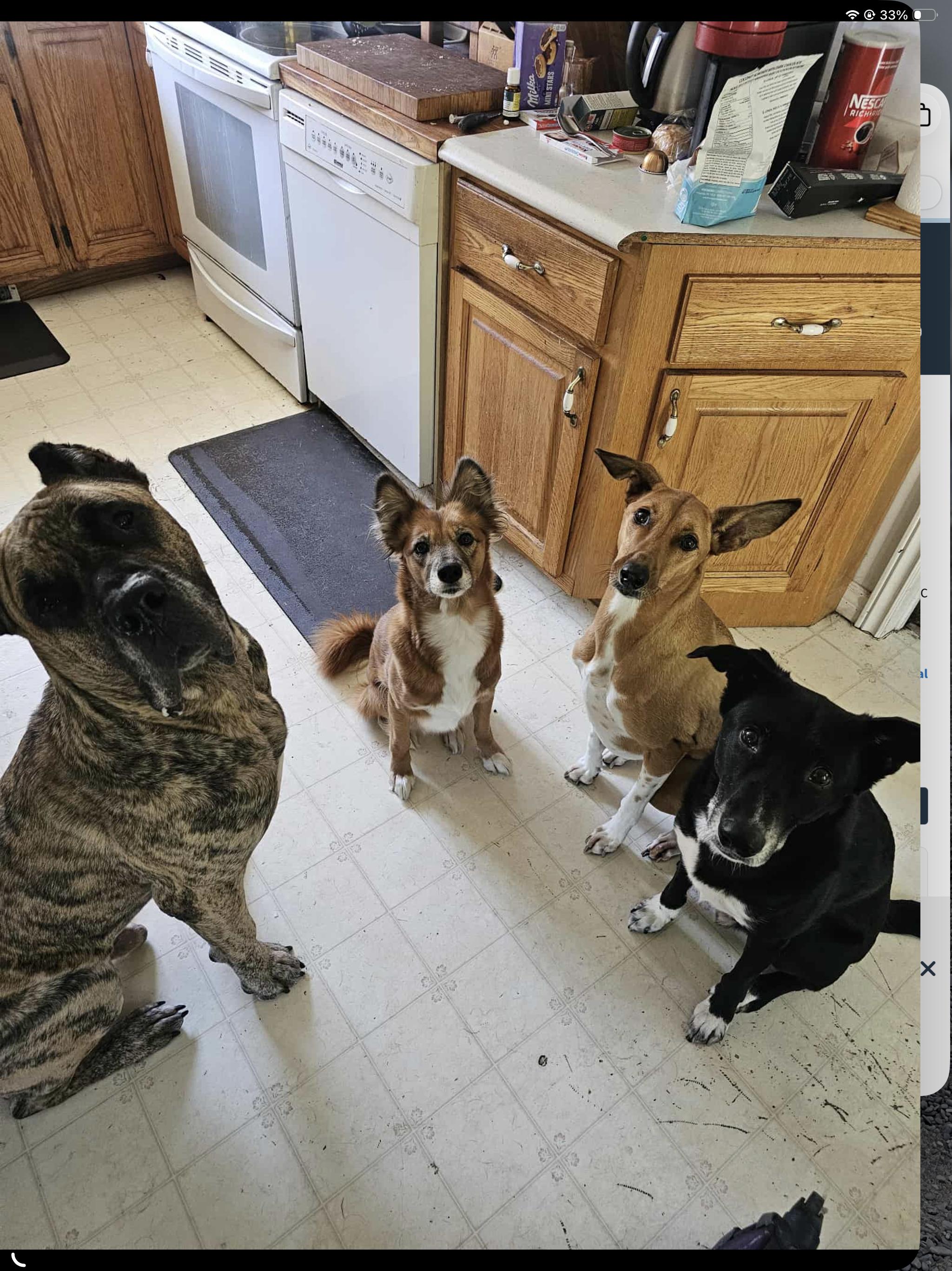 Enlarge SIMBA, a Adoptable Presa Canario in Toronto, ON image 3/6