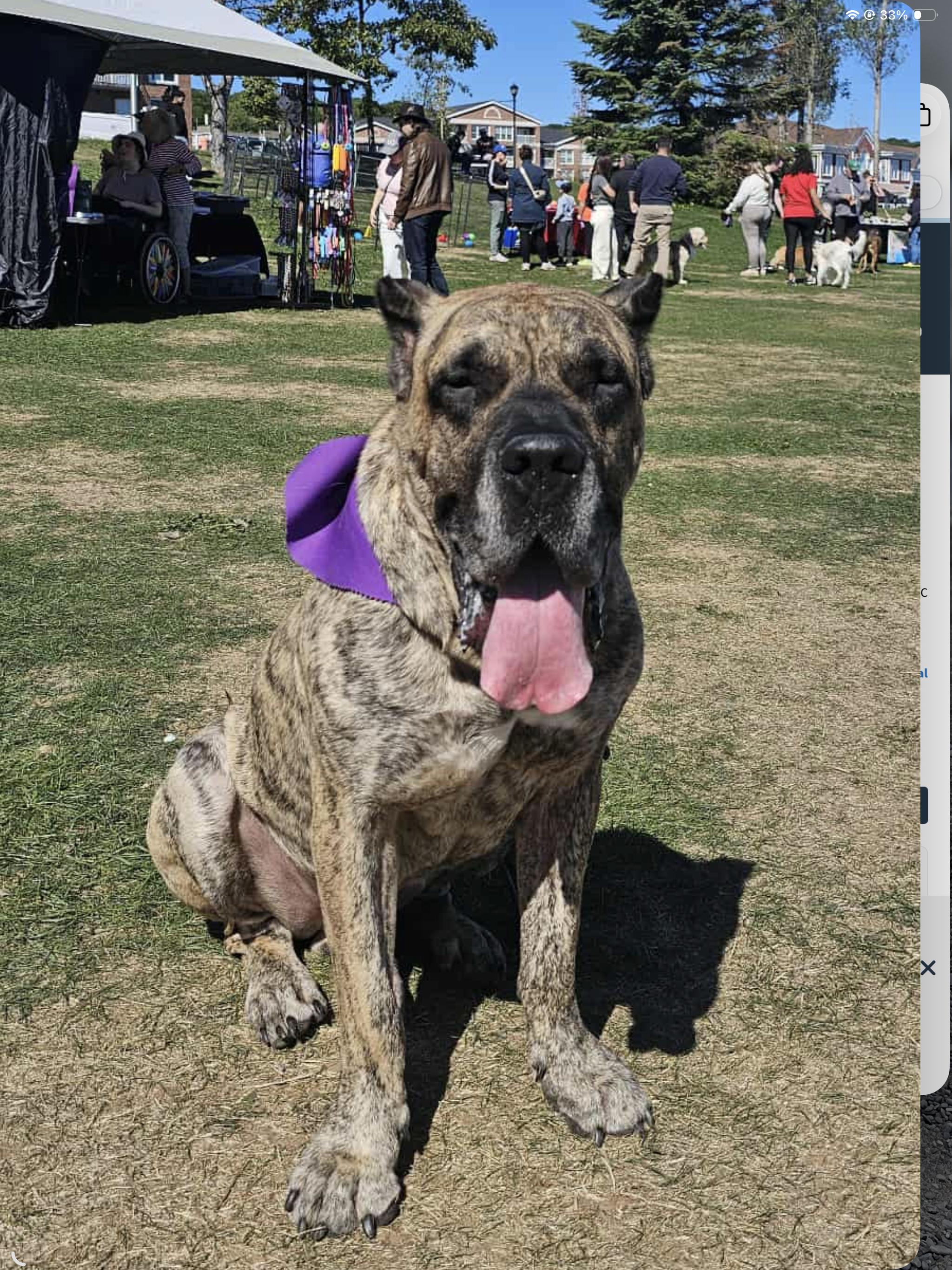 Enlarge SIMBA, a Adoptable Presa Canario in Toronto, ON image 4/6