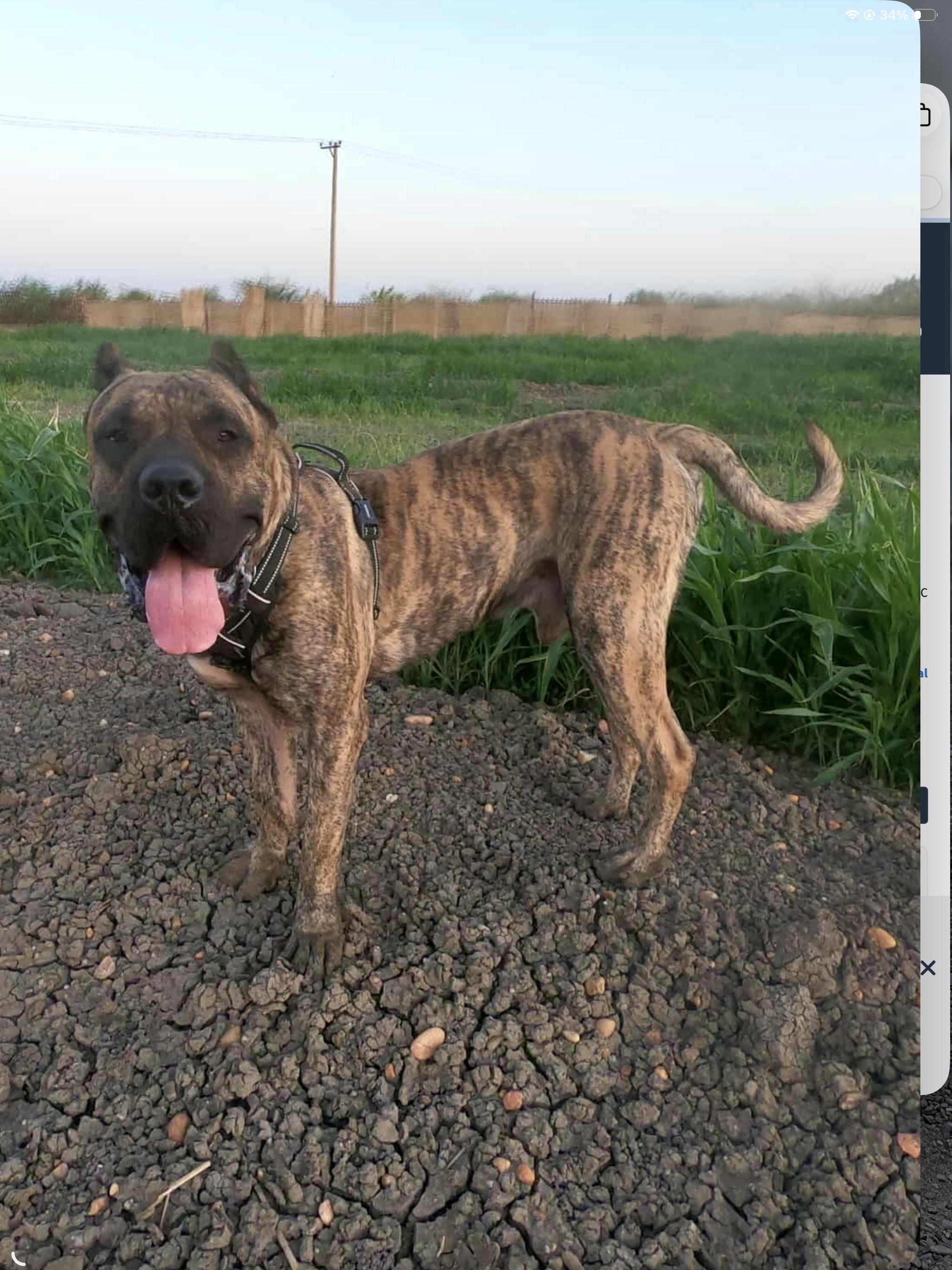 Enlarge SIMBA, a Adoptable Presa Canario in Toronto, ON image 5/6