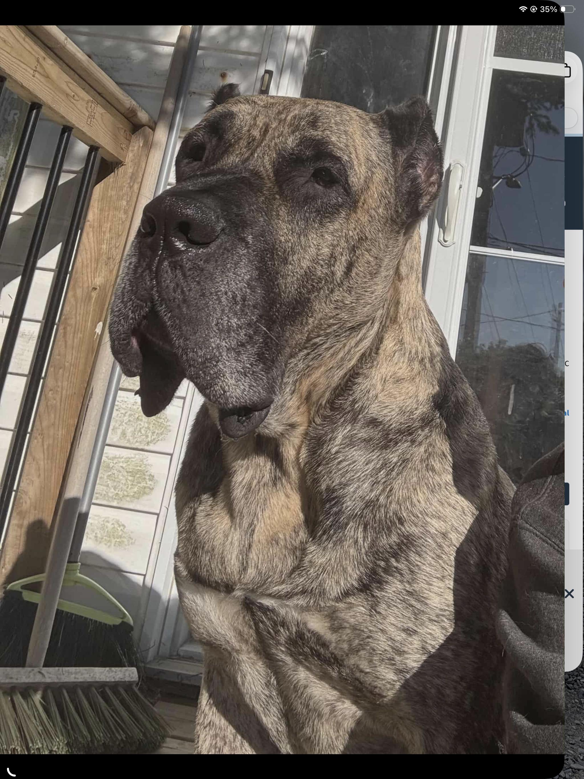 Enlarge SIMBA, a Adoptable Presa Canario in Toronto, ON image 6/6