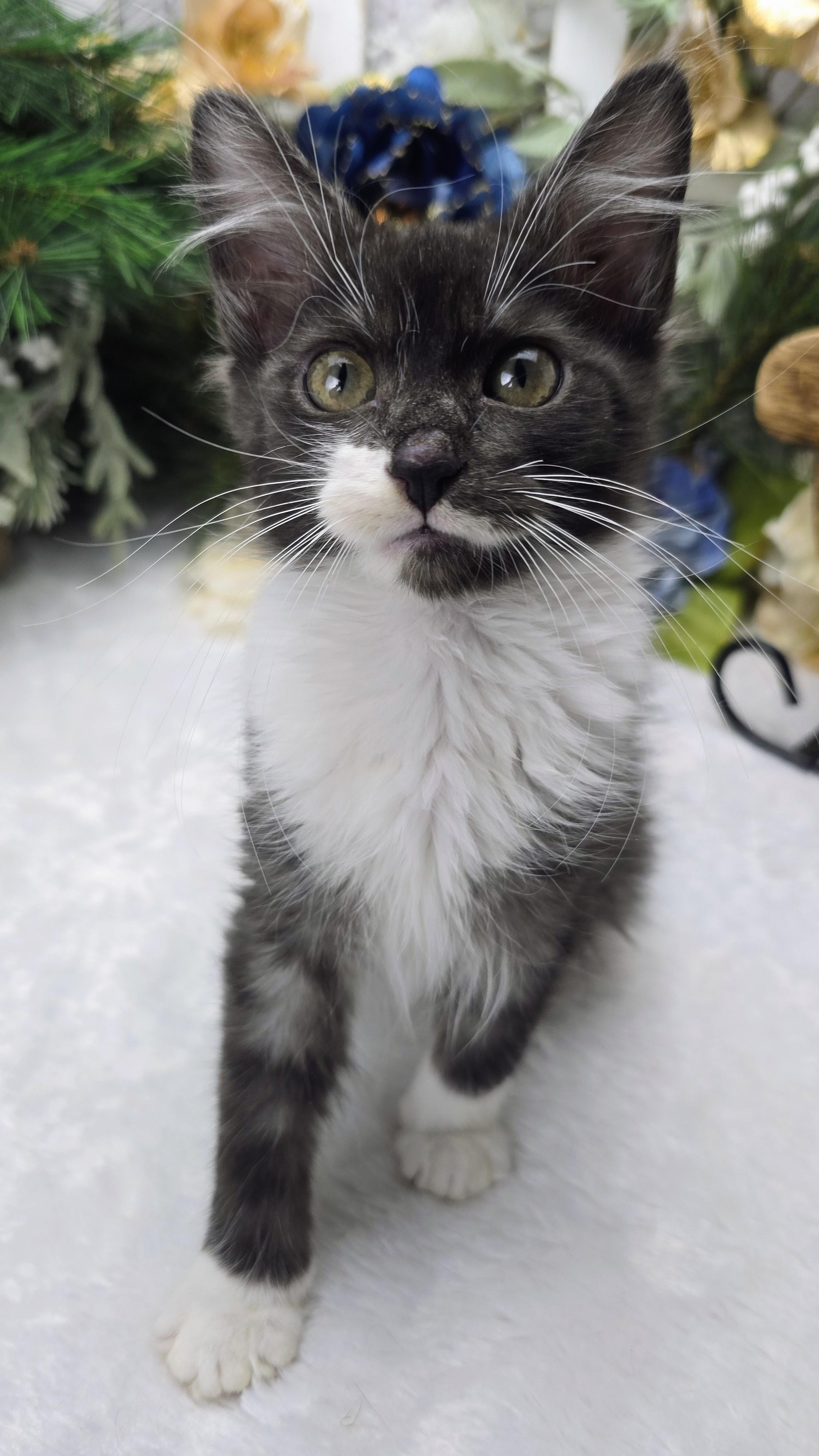 Enlarge Steel (On Hold), an adopted Domestic Medium Hair in Ocean Springs, MS image 3/6