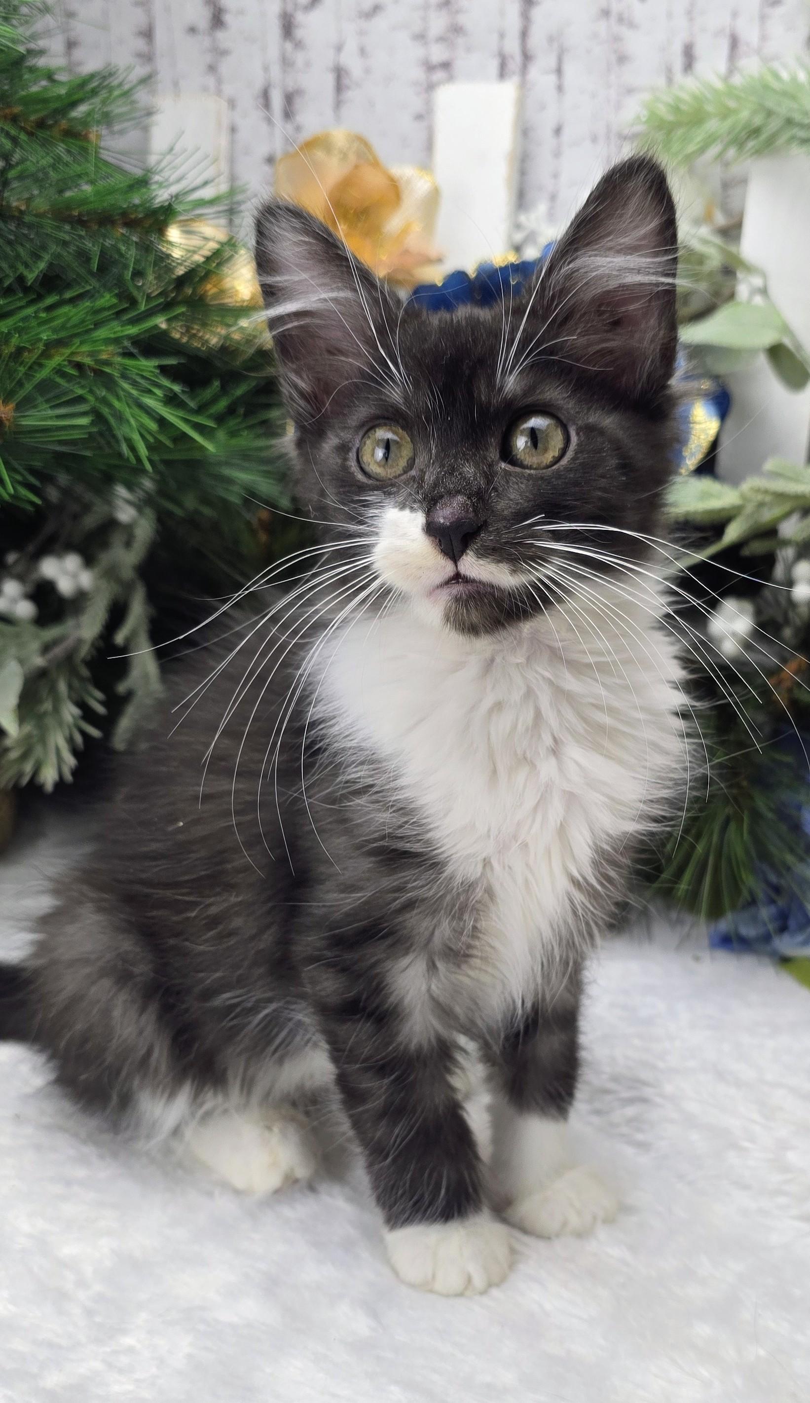 Enlarge Steel (On Hold), an adopted Domestic Medium Hair in Ocean Springs, MS image 2/6