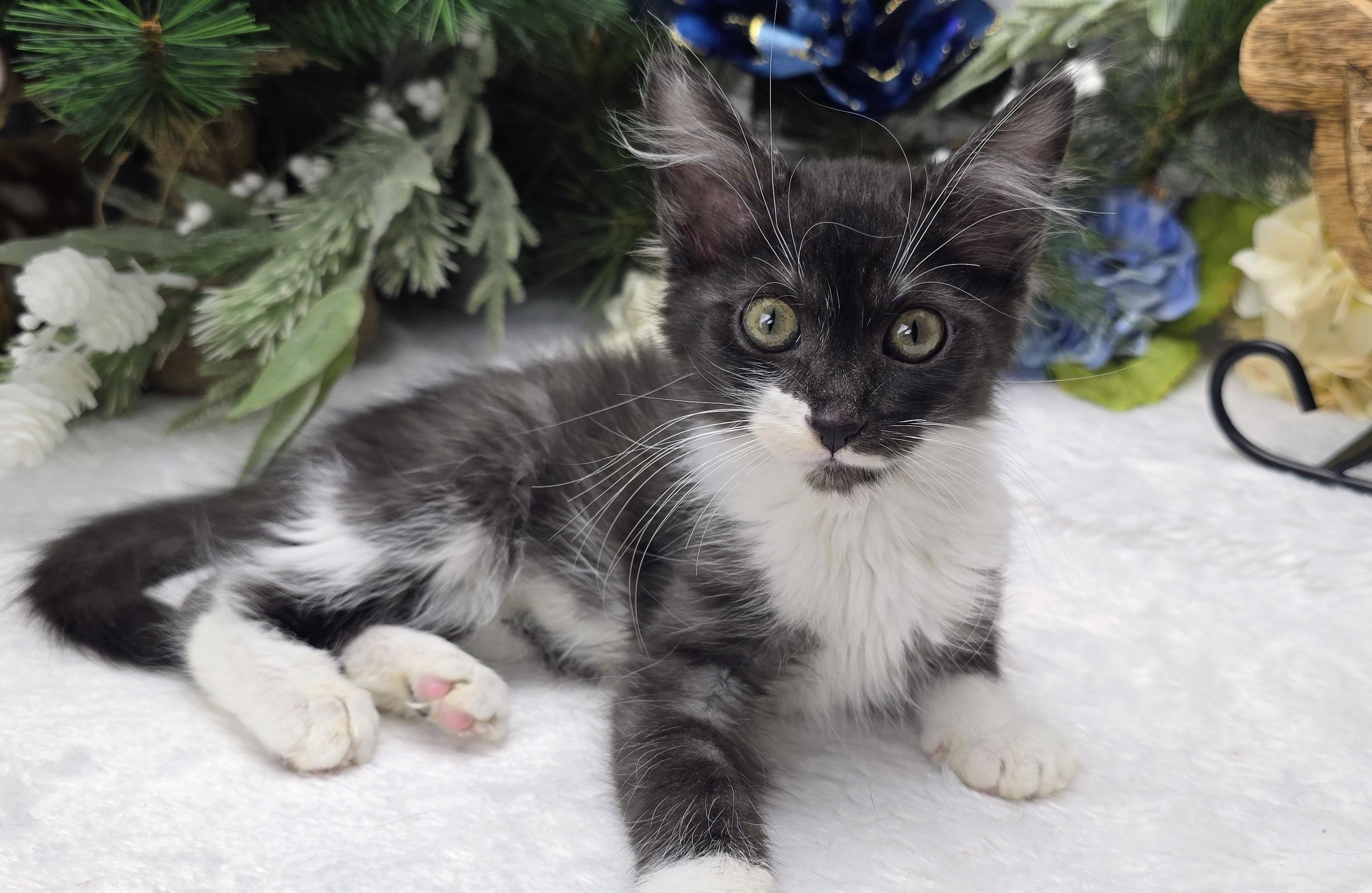 Enlarge Steel (On Hold), an adopted Domestic Medium Hair in Ocean Springs, MS image 5/6