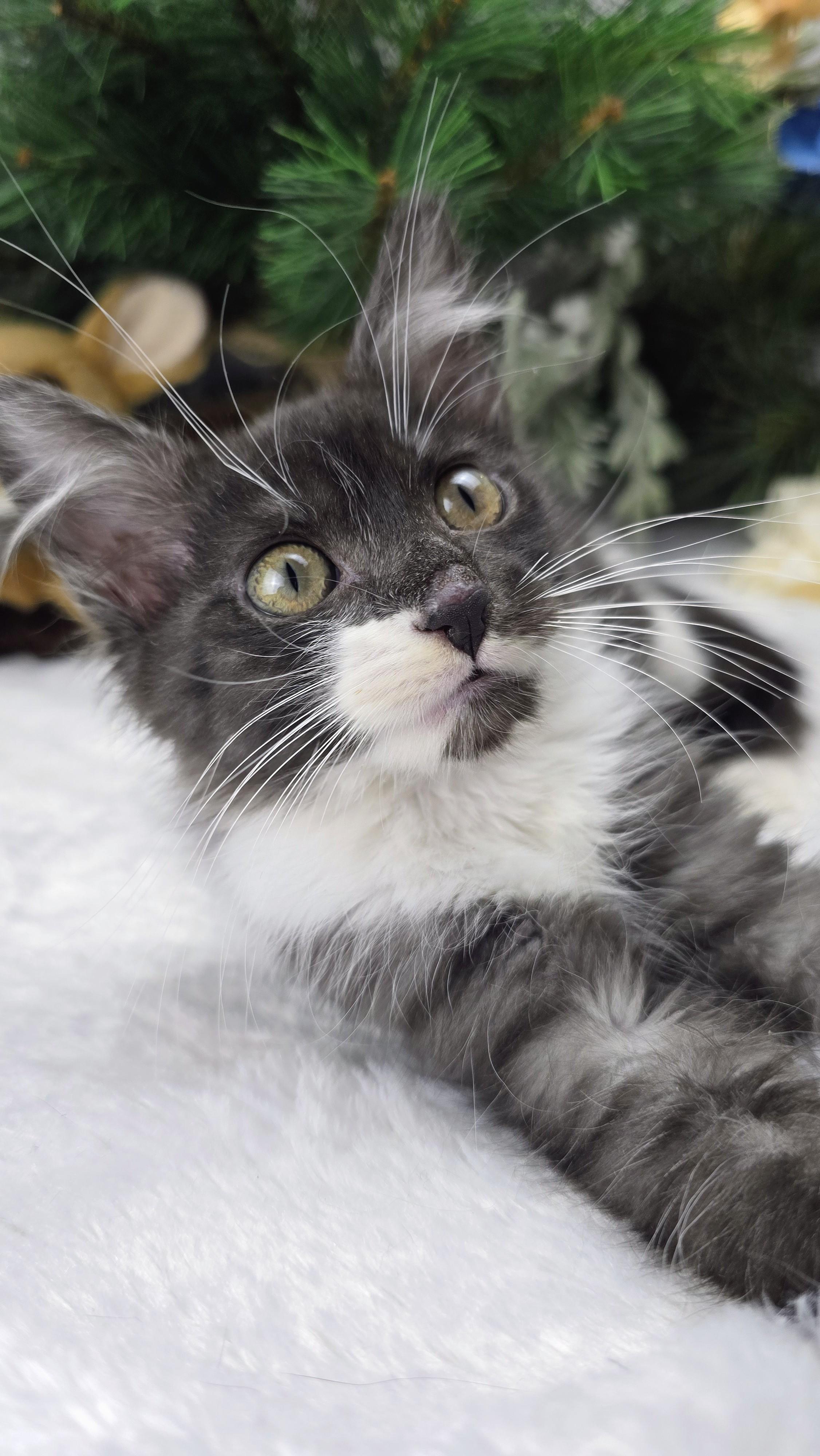 Enlarge Steel (On Hold), an adopted Domestic Medium Hair in Ocean Springs, MS image 4/6