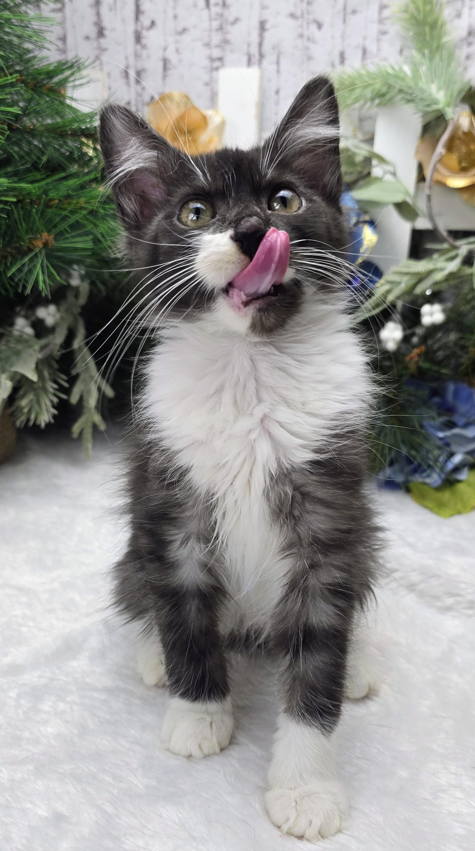 Enlarge Steel (On Hold), an adopted Domestic Medium Hair in Ocean Springs, MS image 6/6