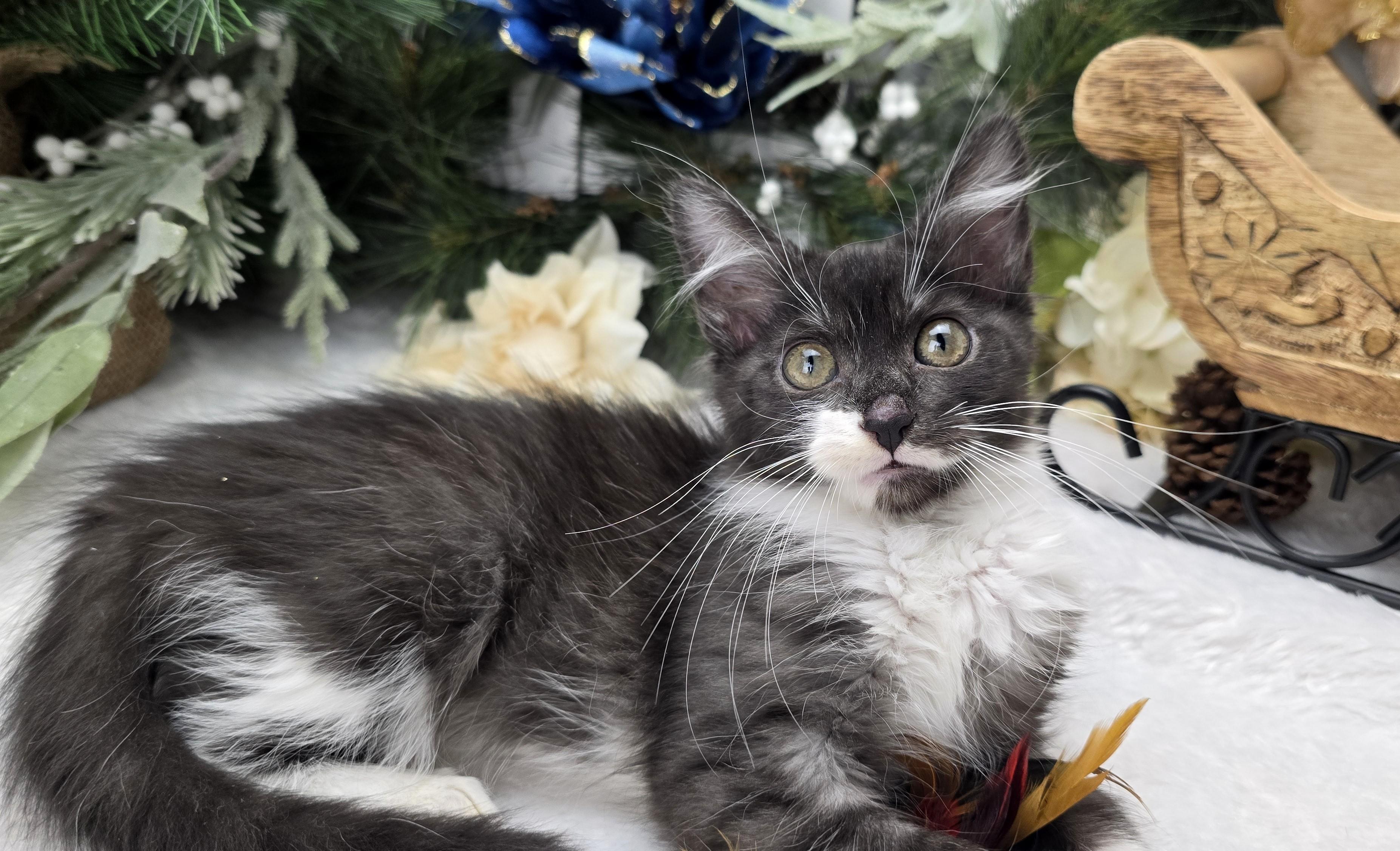 Steel (On Hold), adopted, Kitten Female Domestic Medium Hair.