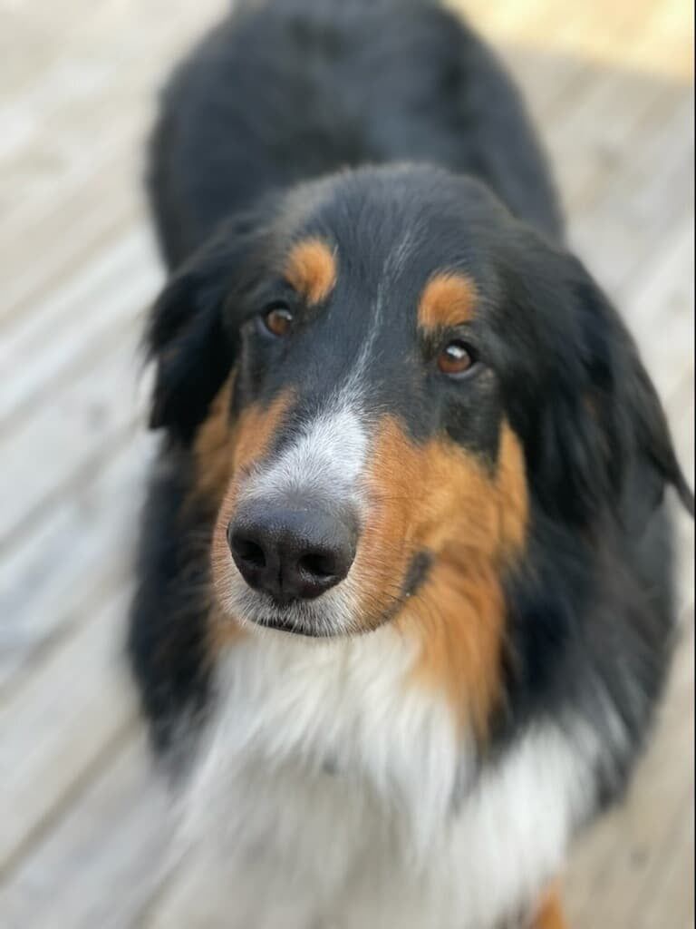 Ash, a Adopted mixed breed in Greenfield, WI image 2/3