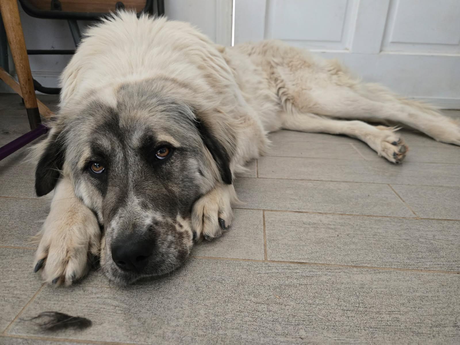 Estrella, a Adoptable Great Pyrenees in Los Angeles, CA image 1/4