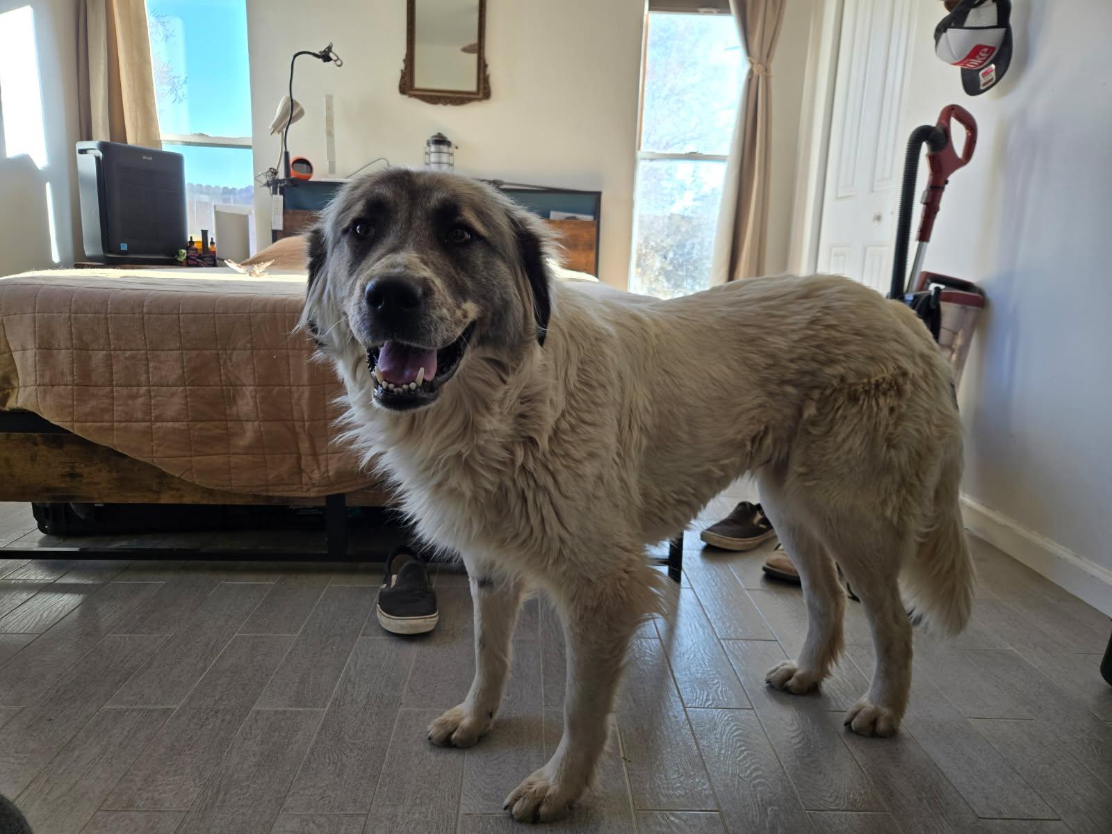 Estrella, a Adoptable Great Pyrenees in Los Angeles, CA image 2/4