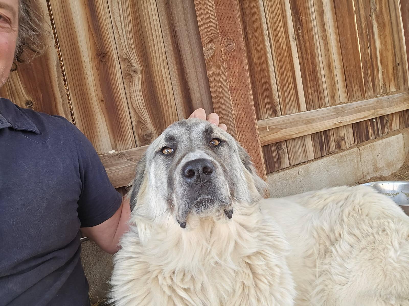 Estrella, a Adoptable Great Pyrenees in Los Angeles, CA image 3/4
