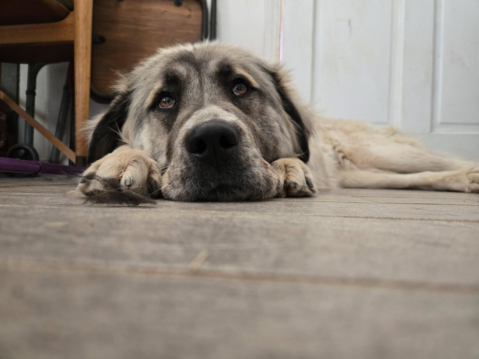 Estrella, a Adoptable Great Pyrenees in Los Angeles, CA image 4/4