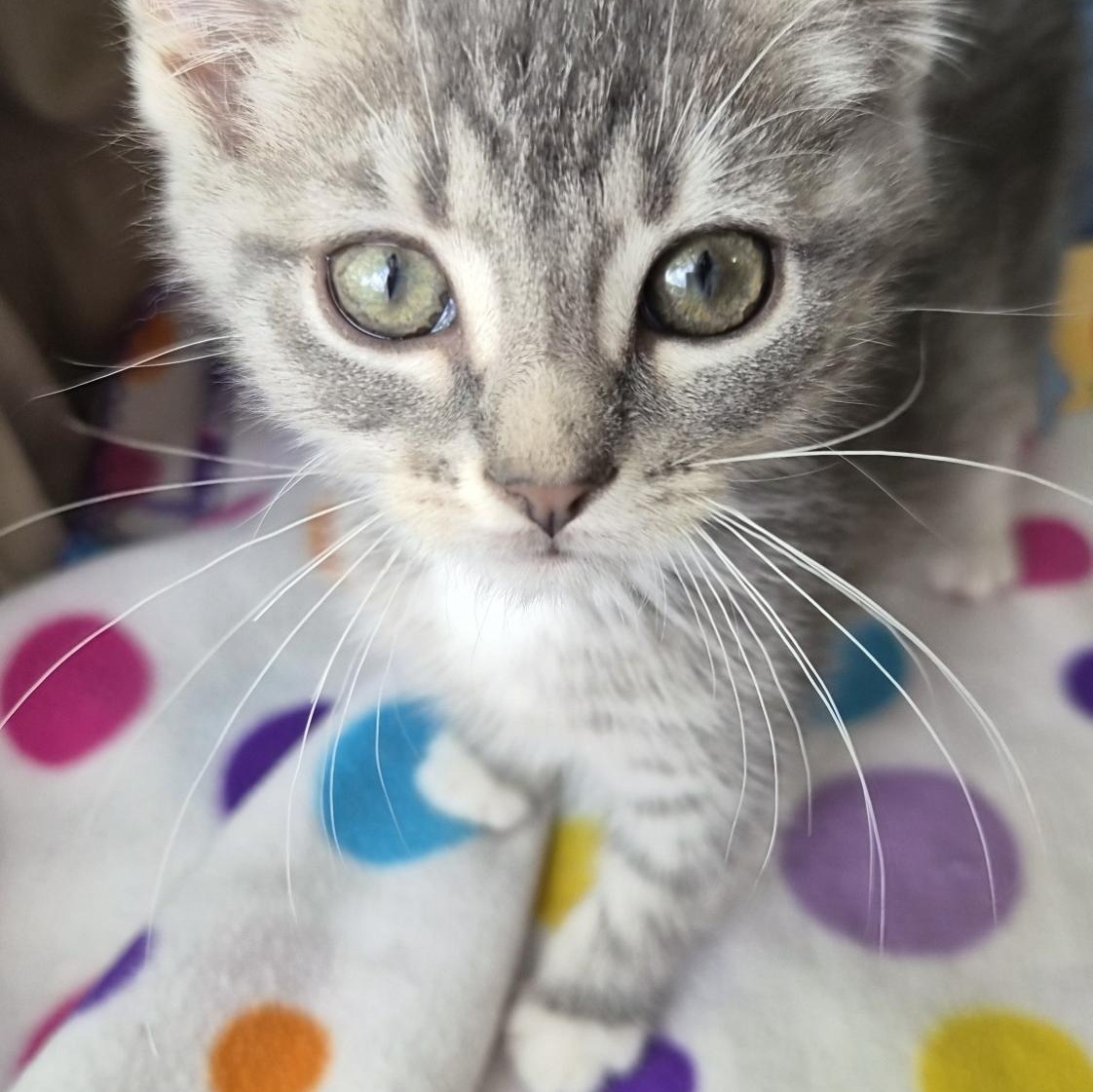 Rice Bowl (All Night Diner Litter), adopted, Young Male Domestic Short Hair.