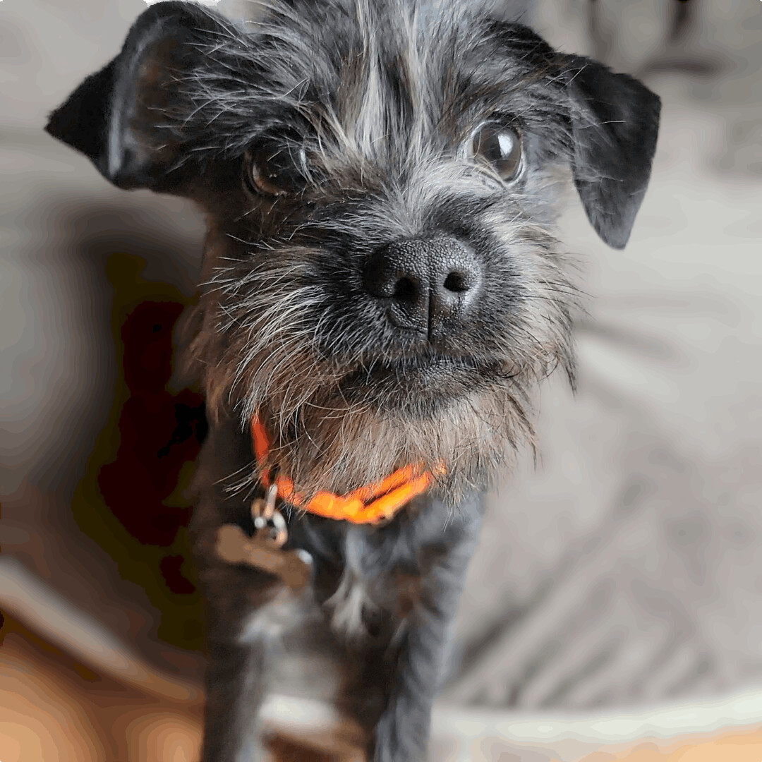 Enlarge Raia, a Adopted mixed breed in Running Springs, CA image 1/1