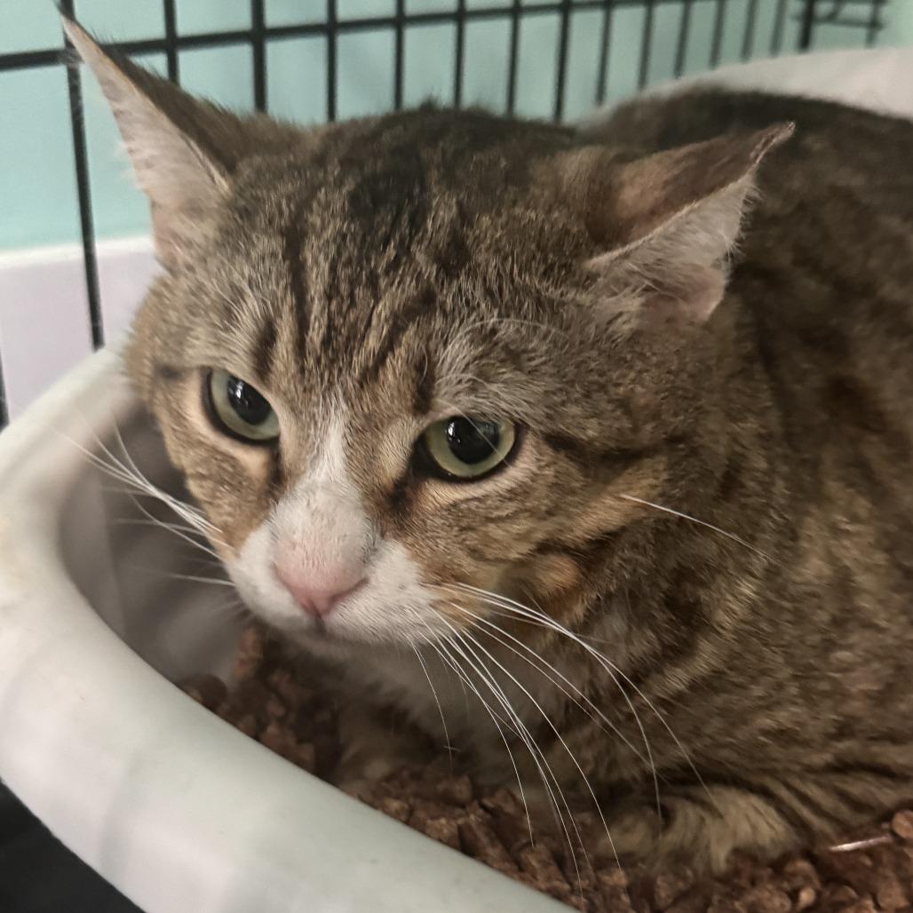 Francis, Adoptable, Adult Male Domestic Short Hair.