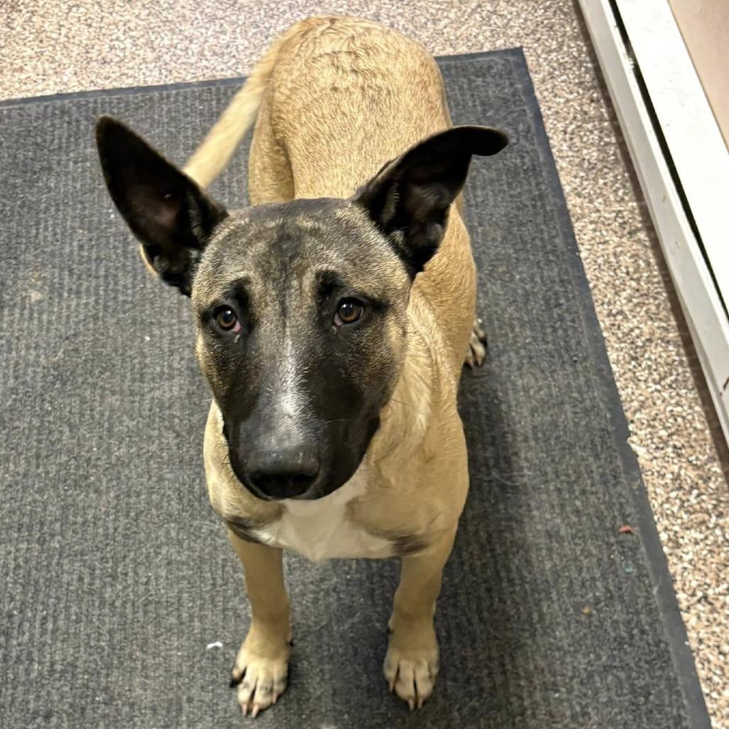 Sarge, Adoptable, Young Male Pit Bull Terrier.