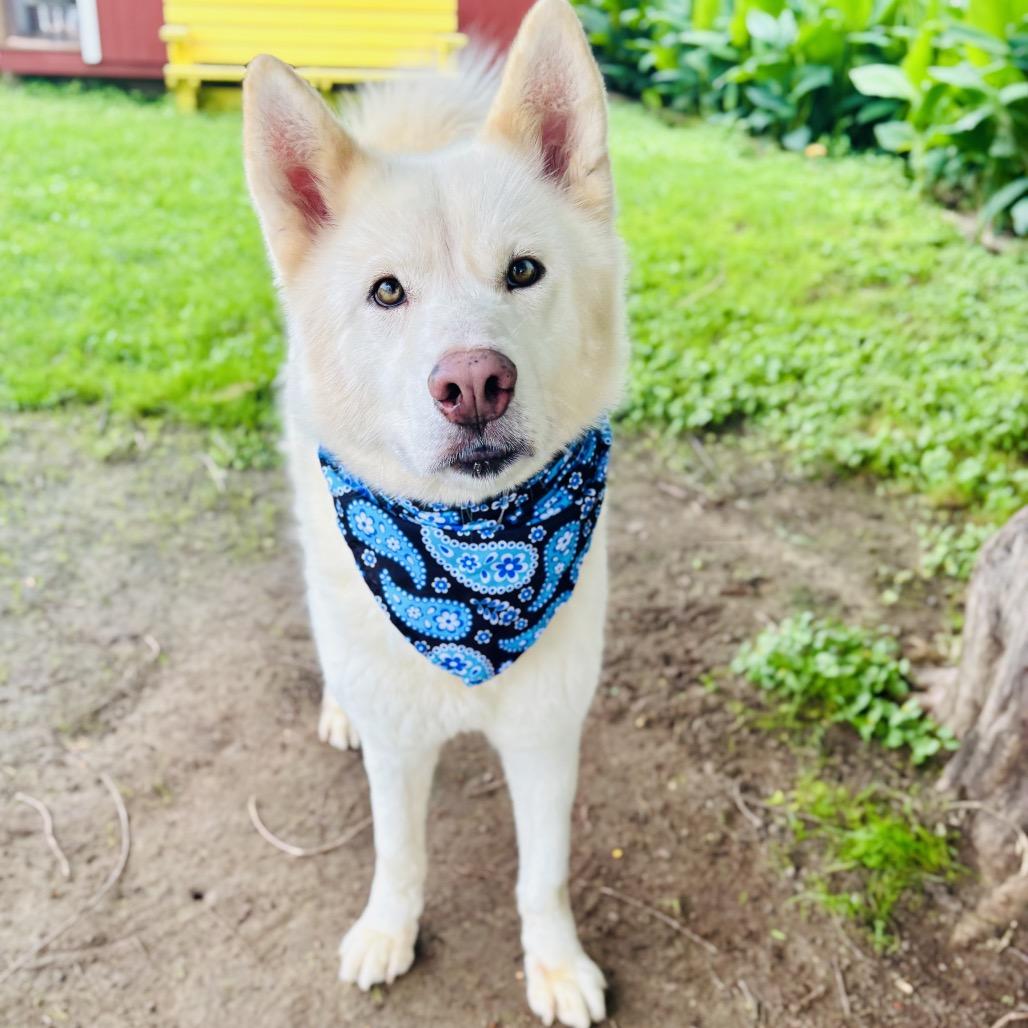 Cannon 26-04-151, Adoptable, Young Male Husky.