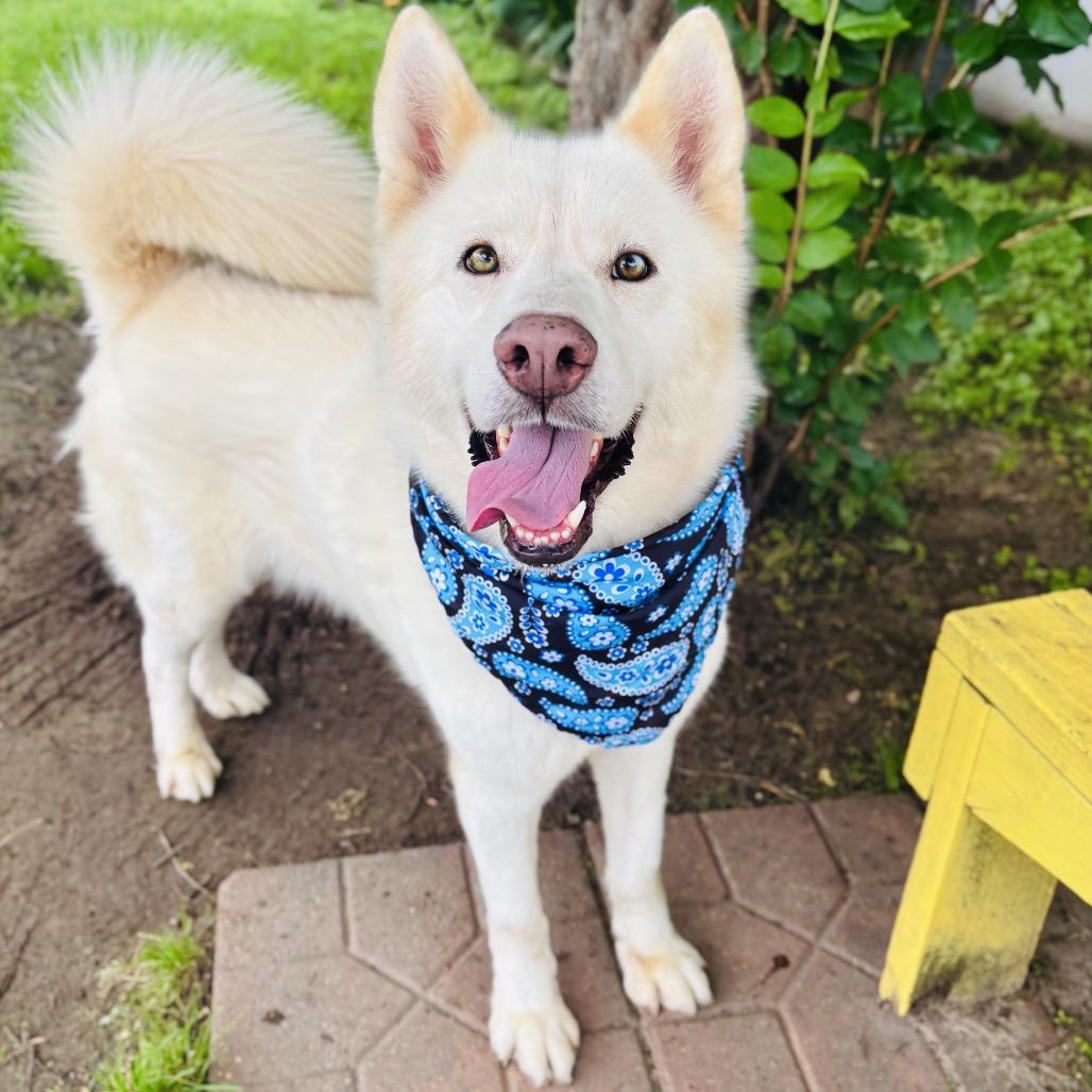 Enlarge Cannon 26-04-151, a Adoptable Husky in Bastrop, TX image 2/6