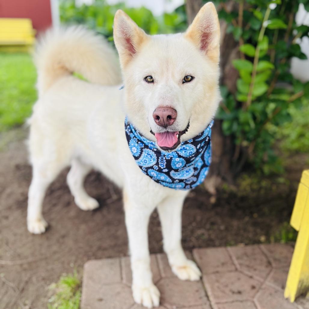 Enlarge Cannon 26-04-151, a Adoptable Husky in Bastrop, TX image 3/6