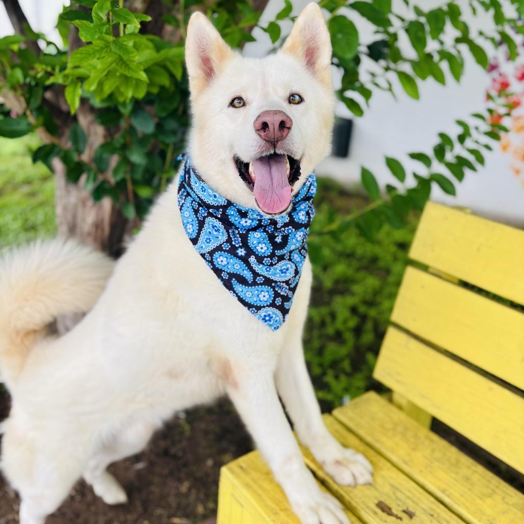 Enlarge Cannon 26-04-151, a Adoptable Husky in Bastrop, TX image 4/6