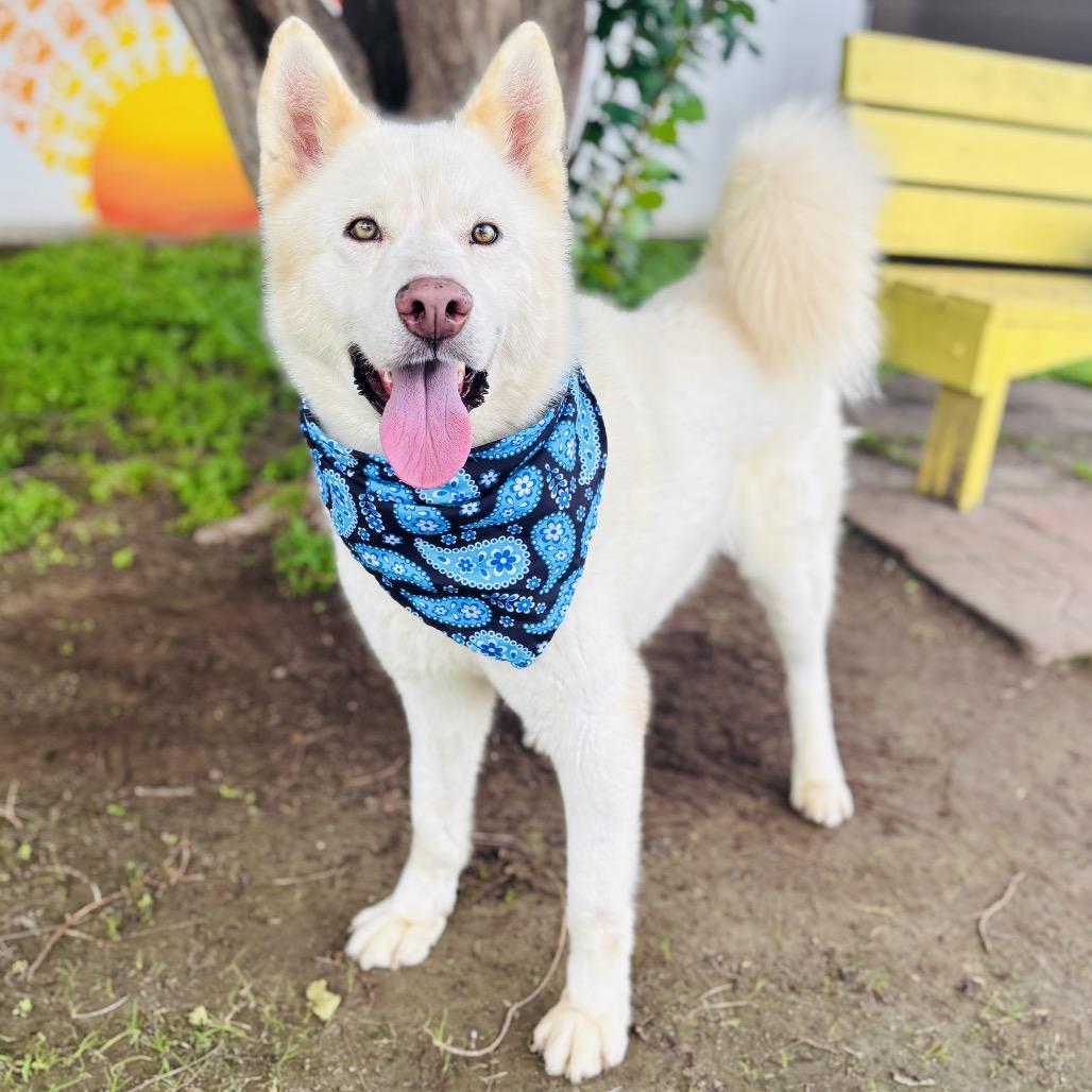 Enlarge Cannon 26-04-151, a Adoptable Husky in Bastrop, TX image 5/6