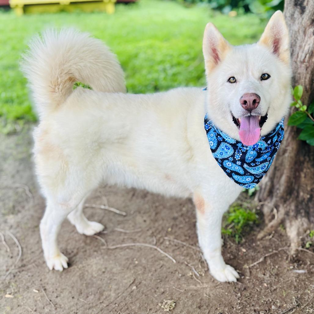 Enlarge Cannon 26-04-151, a Adoptable Husky in Bastrop, TX image 6/6