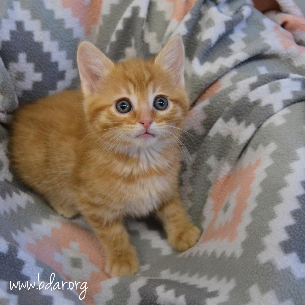 Ashley, a Adoptable Domestic Short Hair in Cheyenne, WY image 1/2