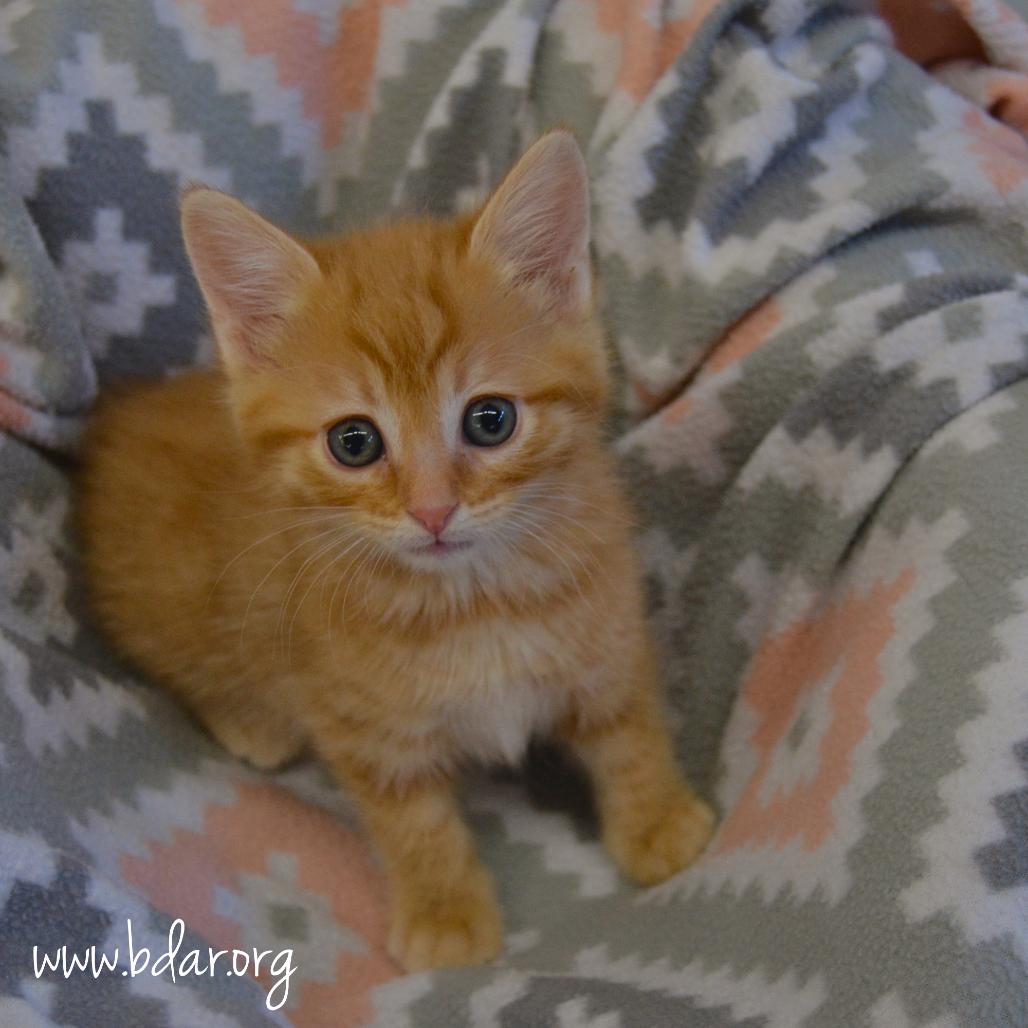 Ashley, a Adoptable Domestic Short Hair in Cheyenne, WY image 2/2