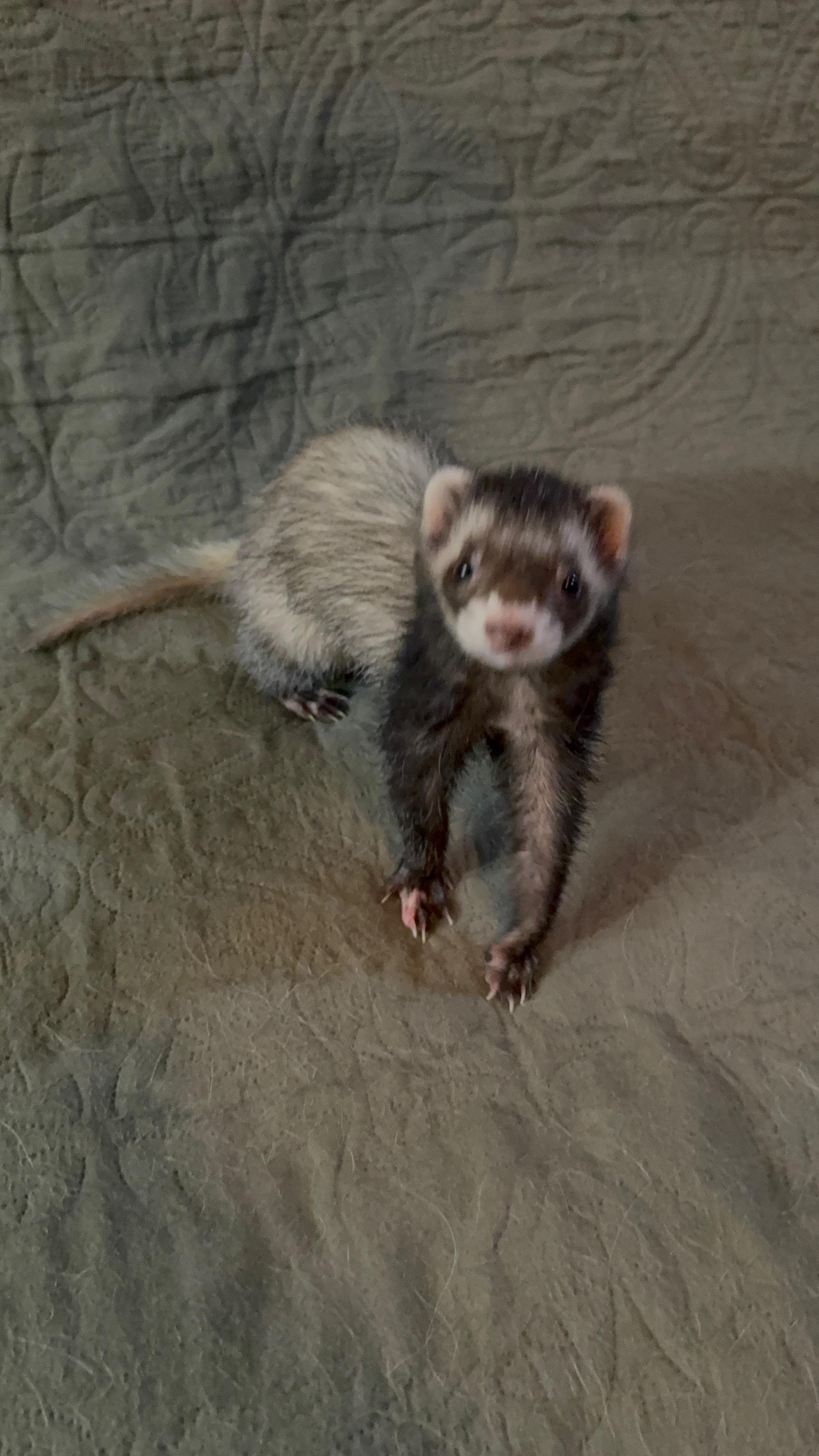 Enlarge Roxanne: video!!, an adopted Ferret in Edinburg, PA image 2/4