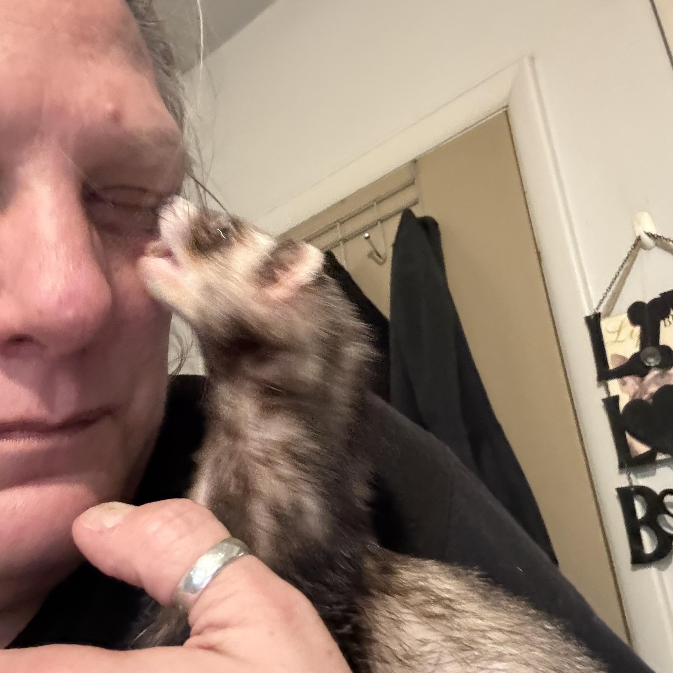 Enlarge Roxanne: video!!, an adopted Ferret in Edinburg, PA image 4/4